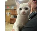 Adopt Snowman 080703S a Domestic Short Hair