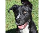 Adopt Kimba a German Shepherd Dog