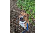 Adopt King a Boxer