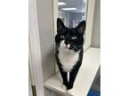 Adopt Bok Choy a Domestic Short Hair