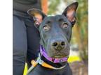 Adopt Burger a Labrador Retriever, Mixed Breed