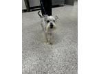 Adopt Gandalf a Schnauzer, Mixed Breed