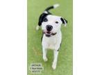 Adopt Arthur a Pit Bull Terrier