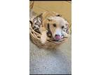 Adopt Kanga a Mixed Breed