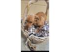 Adopt Mastodon a Mixed Breed