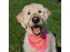 Adopt Finn a Mixed Breed