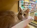Adopt Templeton24 a Domestic Long Hair