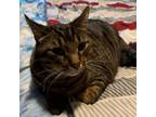 Adopt Kai--In Foster a Domestic Short Hair