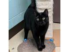 Adopt Benedict a Domestic Short Hair