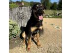 Adopt Pendleton a Shepherd, Labrador Retriever