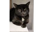Adopt Tony a Domestic Medium Hair