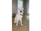 Adopt Captain a Great Pyrenees, Mixed Breed