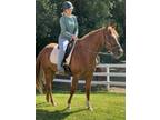 Adopt Jimmy a Quarterhorse
