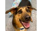 Adopt Berlin a German Shepherd Dog, Mixed Breed