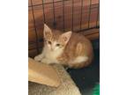 Adopt Gomez a Domestic Short Hair