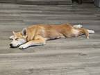 Adopt Toby a Husky, Siberian Husky