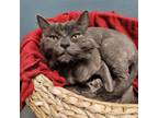 Adopt ZEUS a Domestic Medium Hair