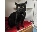 Adopt SPOOKY a Domestic Short Hair