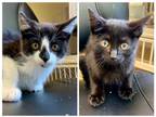Adopt Benji & Boog - Kittens a Domestic Short Hair
