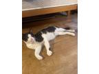 Adopt Arthur a Domestic Short Hair