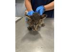 Adopt MUNCHKIN a Domestic Short Hair