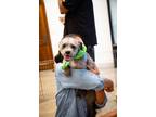 Adopt Champ a Schnauzer