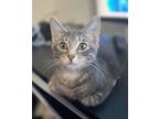 Adopt Coryo a Domestic Short Hair