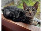 Adopt Popcorn a Domestic Short Hair