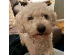 Adopt Linden a Poodle