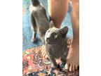 Adopt August a Russian Blue