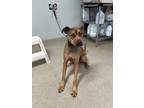 Adopt Saturn a Dutch Shepherd, Mixed Breed