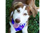 Adopt Mike a Australian Shepherd