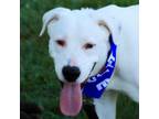 Adopt Skuttles a Dogo Argentino, Terrier