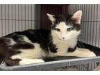 Adopt Leo a Domestic Long Hair