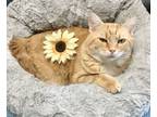 Adopt Tyler a Tabby, Domestic Short Hair