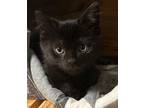 Adopt Ranch a Domestic Short Hair