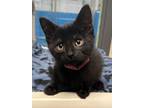 Adopt Chicken a Domestic Short Hair