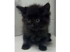 Adopt Bacon a Domestic Short Hair