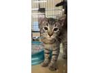 Adopt Jack Frost a Domestic Short Hair, Tabby