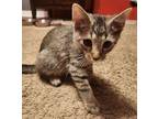 Adopt Kane a Domestic Short Hair, Tabby