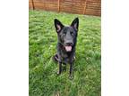 Adopt Onyx a German Shepherd Dog