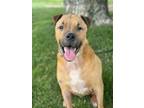 Adopt Riley a Mixed Breed
