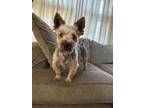 Adopt Ace a Silky Terrier