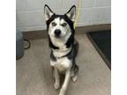 Adopt Luki a Husky