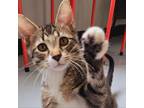Adopt Miso a Domestic Short Hair