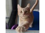 Adopt Cosmo a Domestic Short Hair