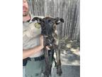 Adopt Mitch a Mixed Breed