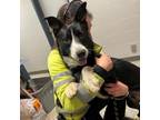 Adopt Kendo a Border Collie, Australian Cattle Dog / Blue Heeler