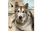Adopt Apollo (mcas) a Alaskan Malamute