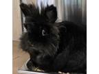 Adopt Max a Lionhead